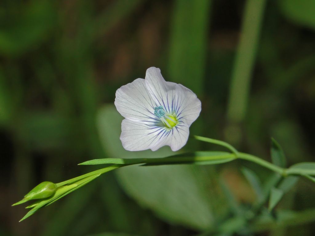 Linum bienne